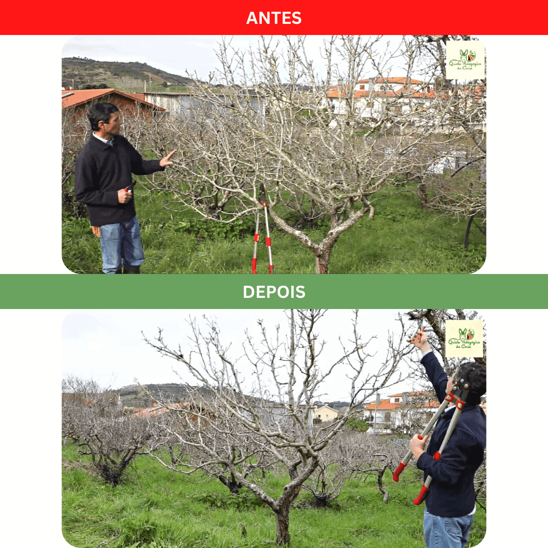 Pereira conduzida em vaso, antes e depois da poda