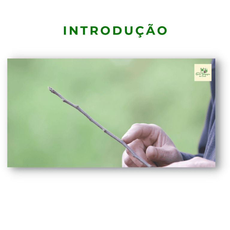 Ramo com gomos foliares