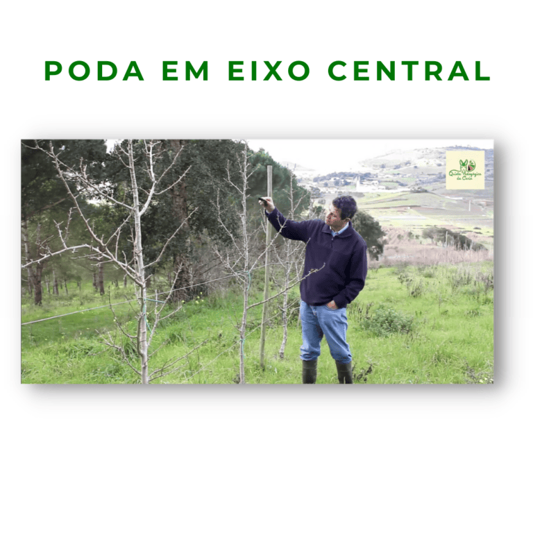 Pereiras conduzidas em eixo central